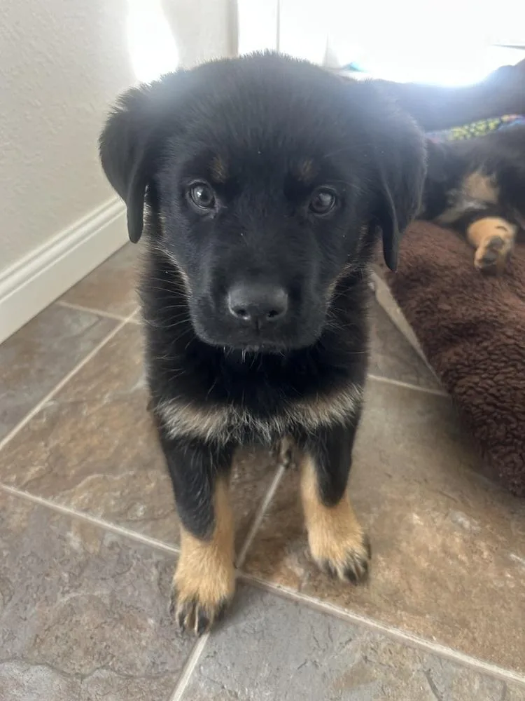 Carlee Aka Pink Flower thumbnail 4