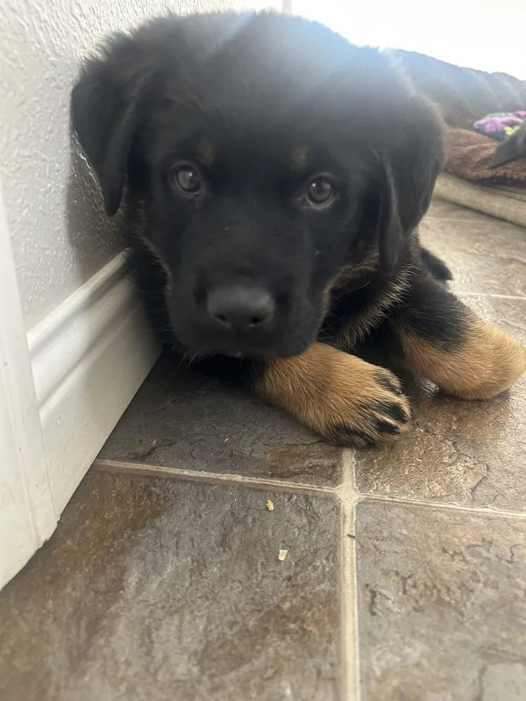 Carlee Aka Pink Flower thumbnail 6