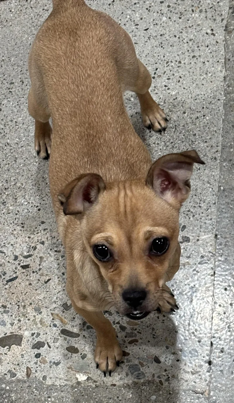 Cookie Lee thumbnail 2