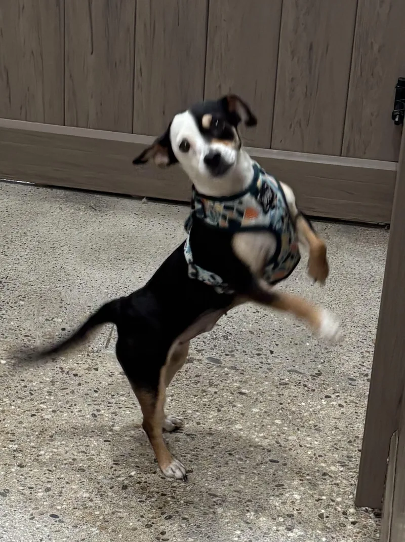 Lucy Lane thumbnail 2