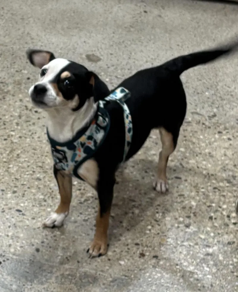 Lucy Lane thumbnail 3