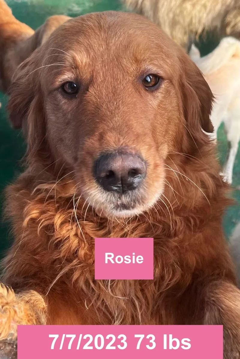 Rosie