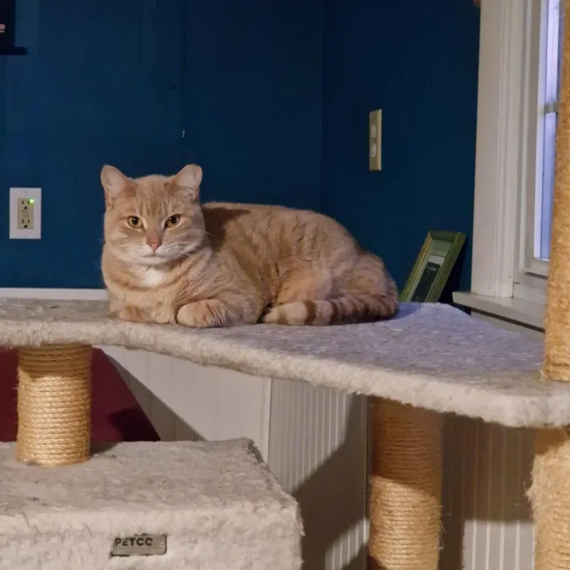 Samantha thumbnail 2