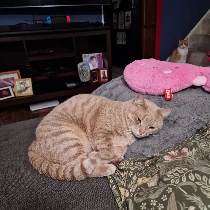 Samantha thumbnail 4