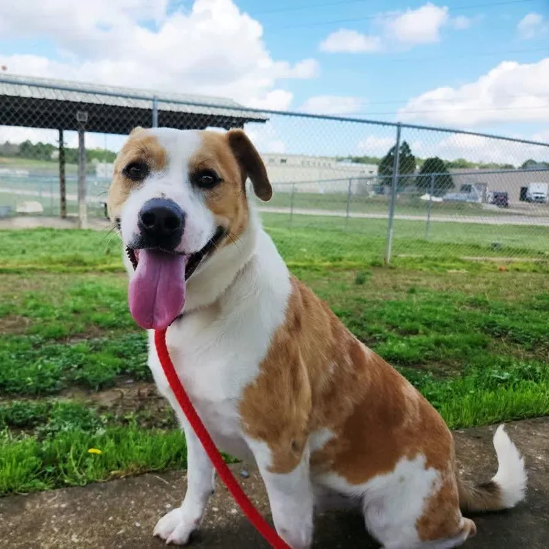 Ignatius thumbnail 3