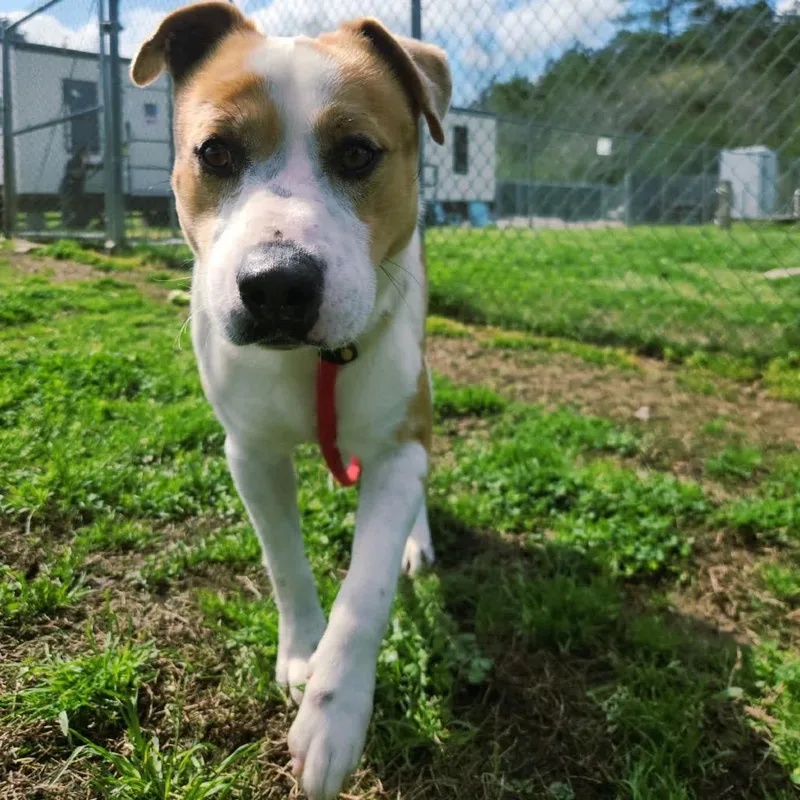 Ignatius thumbnail 4