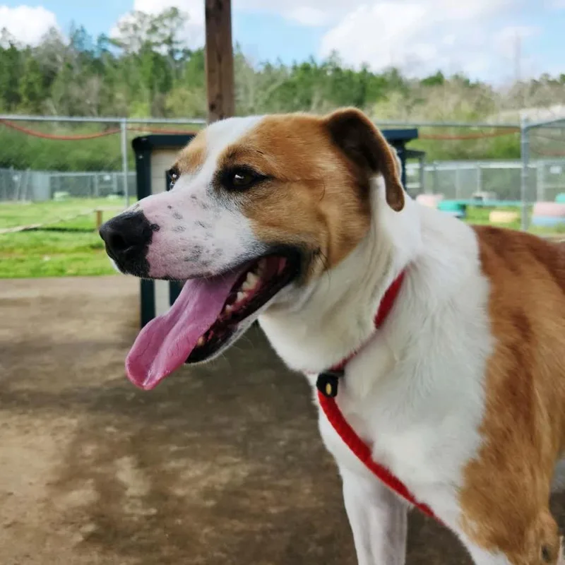 Ignatius thumbnail 5