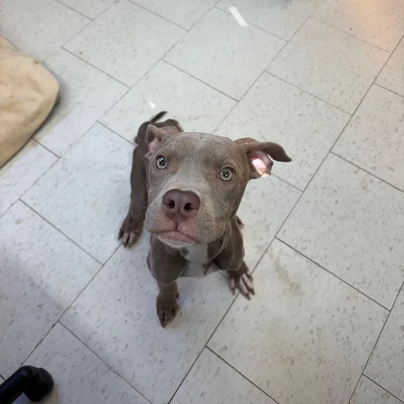 Double Quarter Pounder