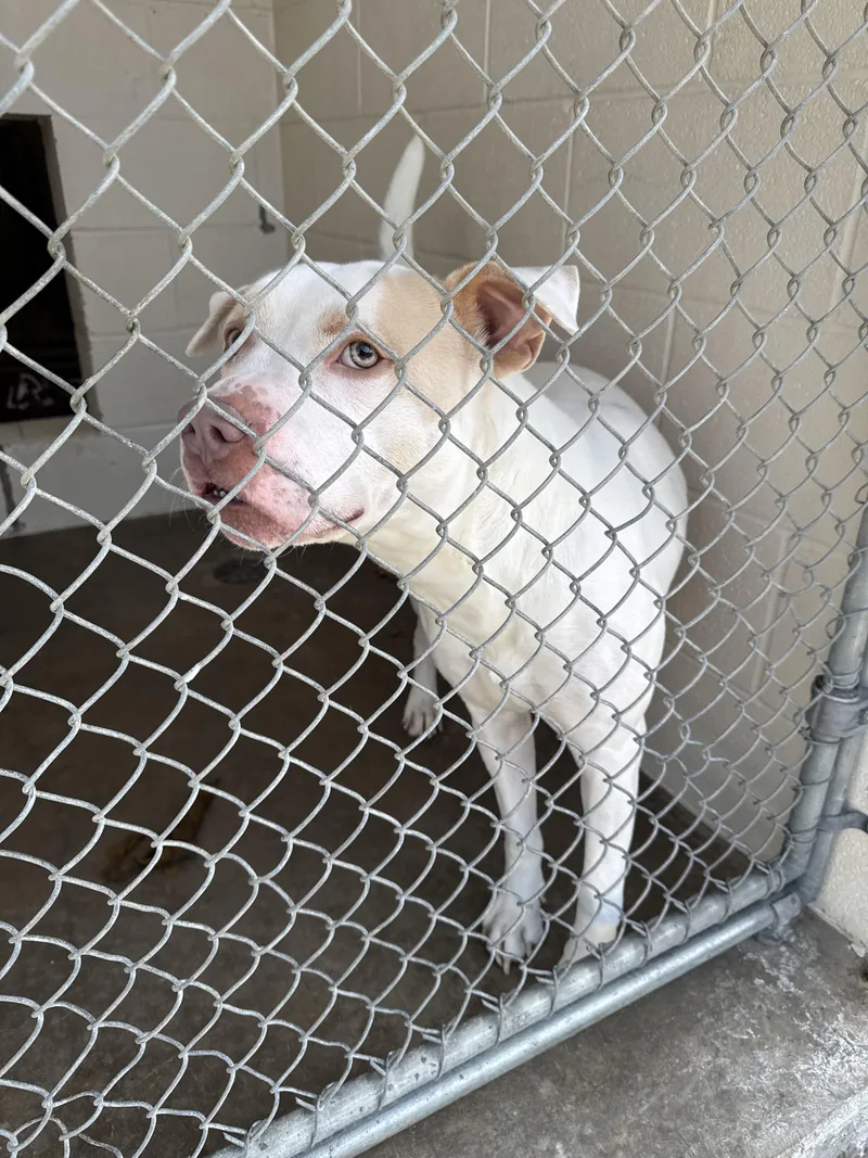 Pookiepoo thumbnail 2