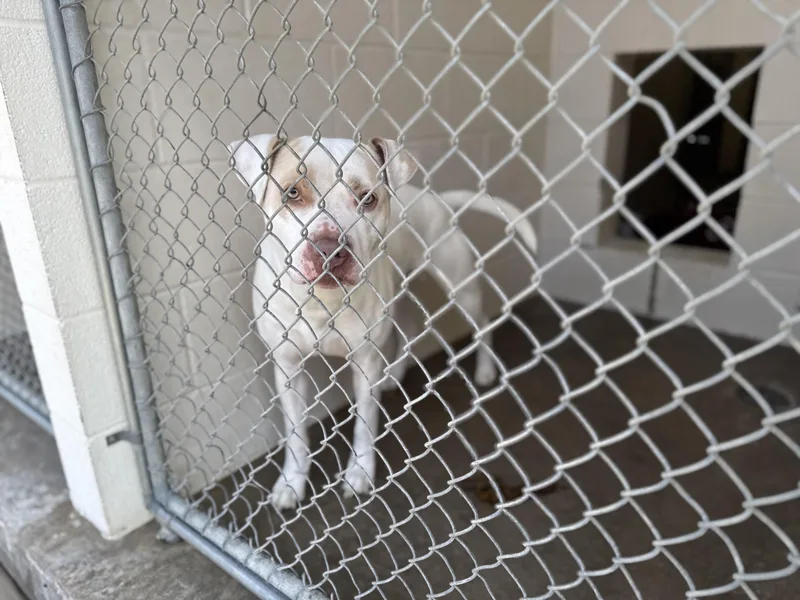 Pookiepoo thumbnail 3