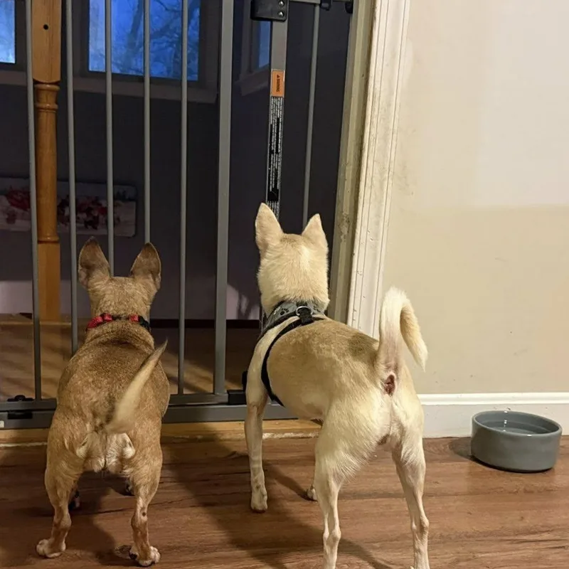 Snowball thumbnail 2