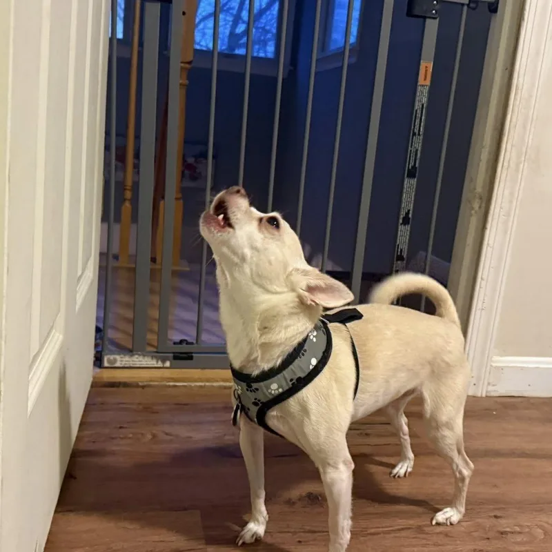 Snowball thumbnail 5