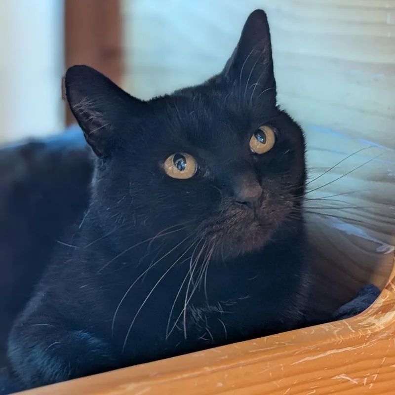 Sugarplum thumbnail 2