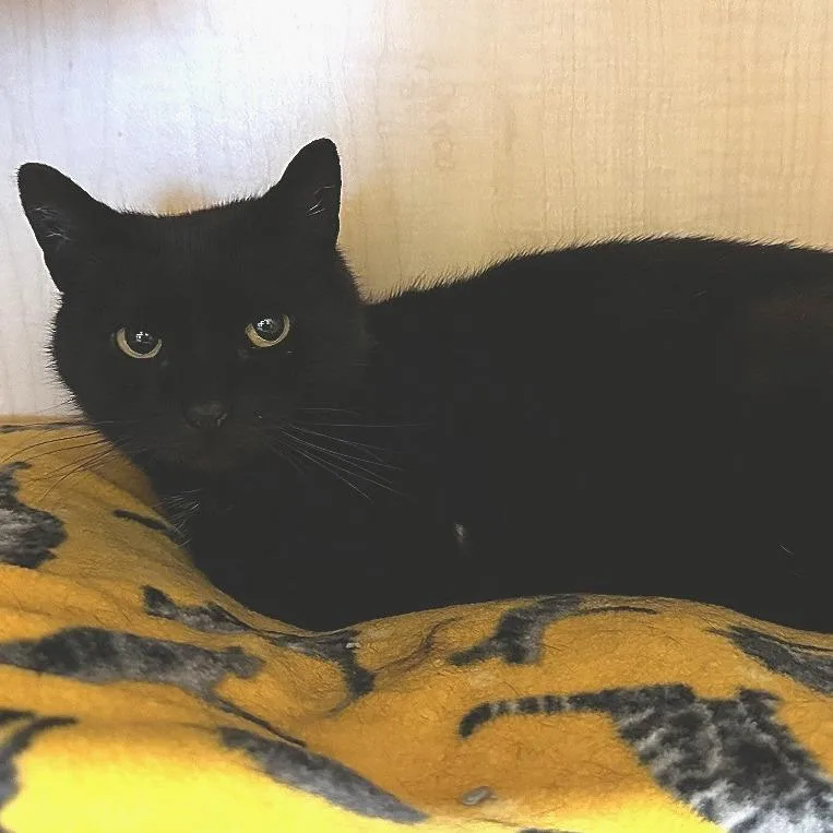 Sugarplum thumbnail 3