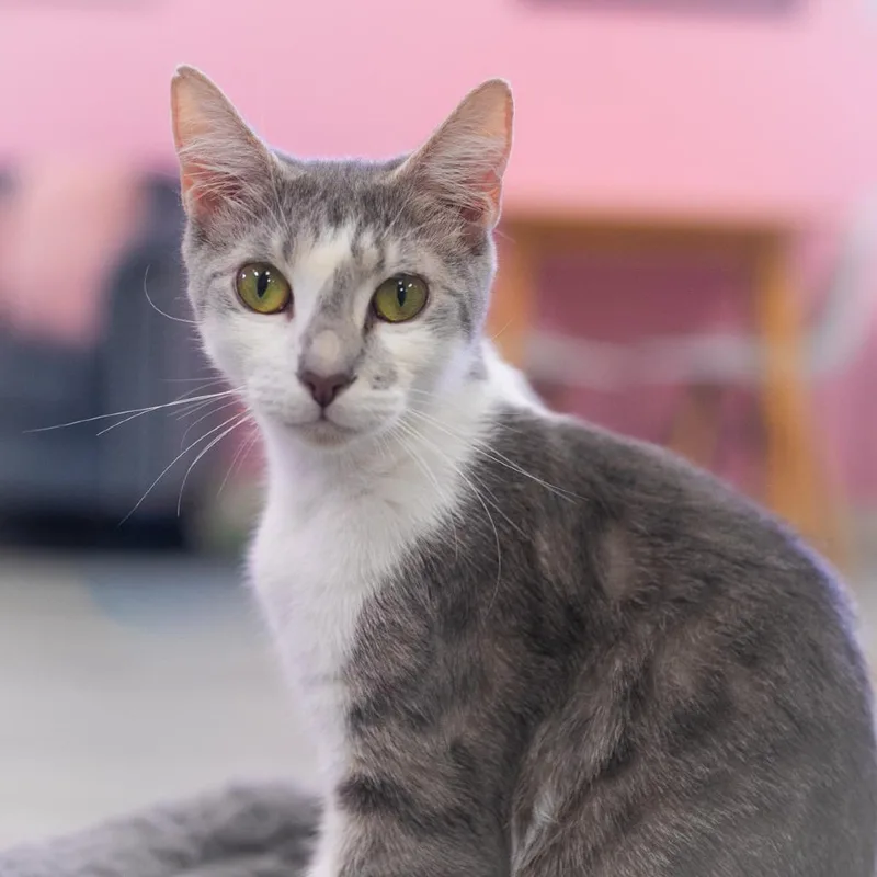 Genovese thumbnail 4