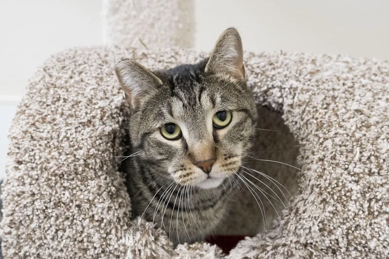 An adult medium-sized male Domestic Short Hair cat named Rocky for adoption in Boise, ID