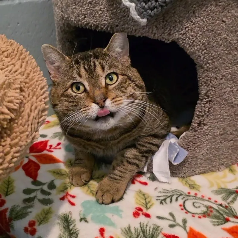 Cheeks Ahoy thumbnail 2