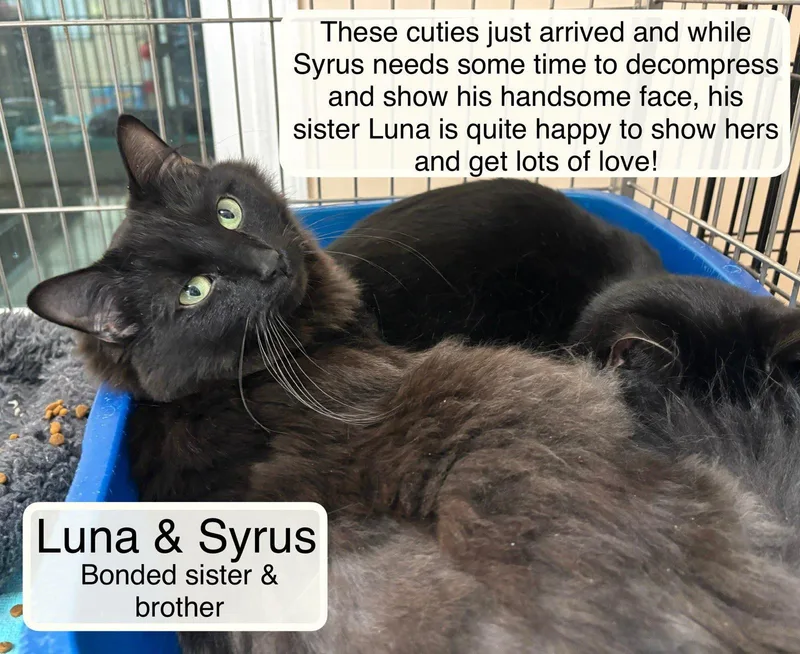 Luna & Syrus At