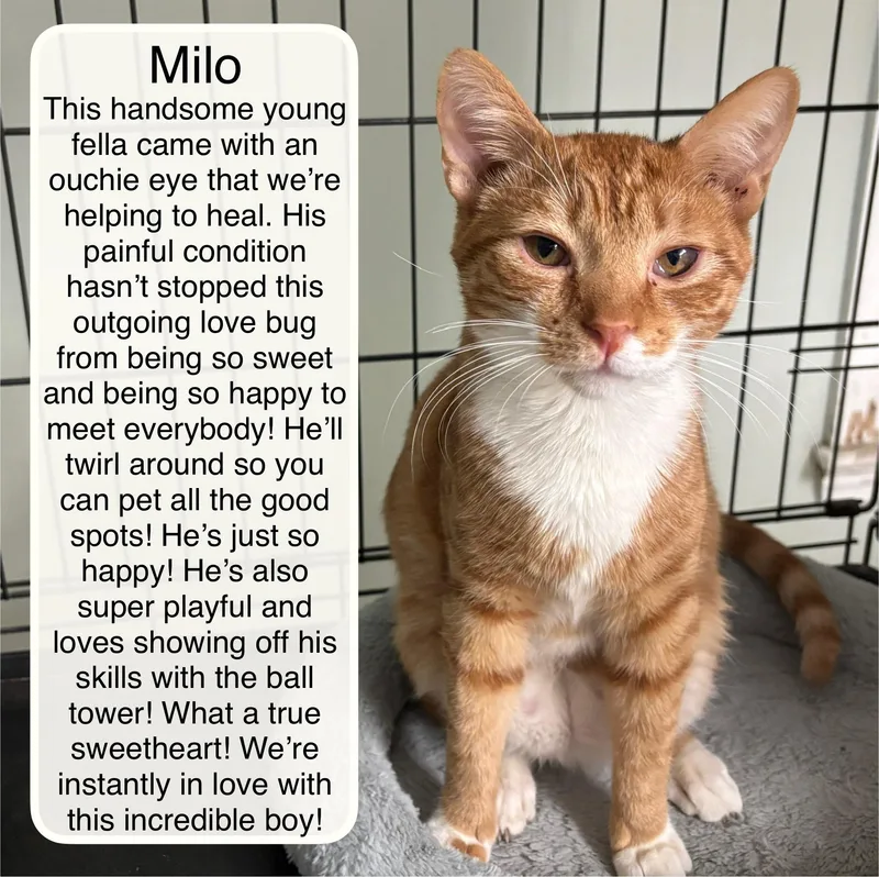 Milo