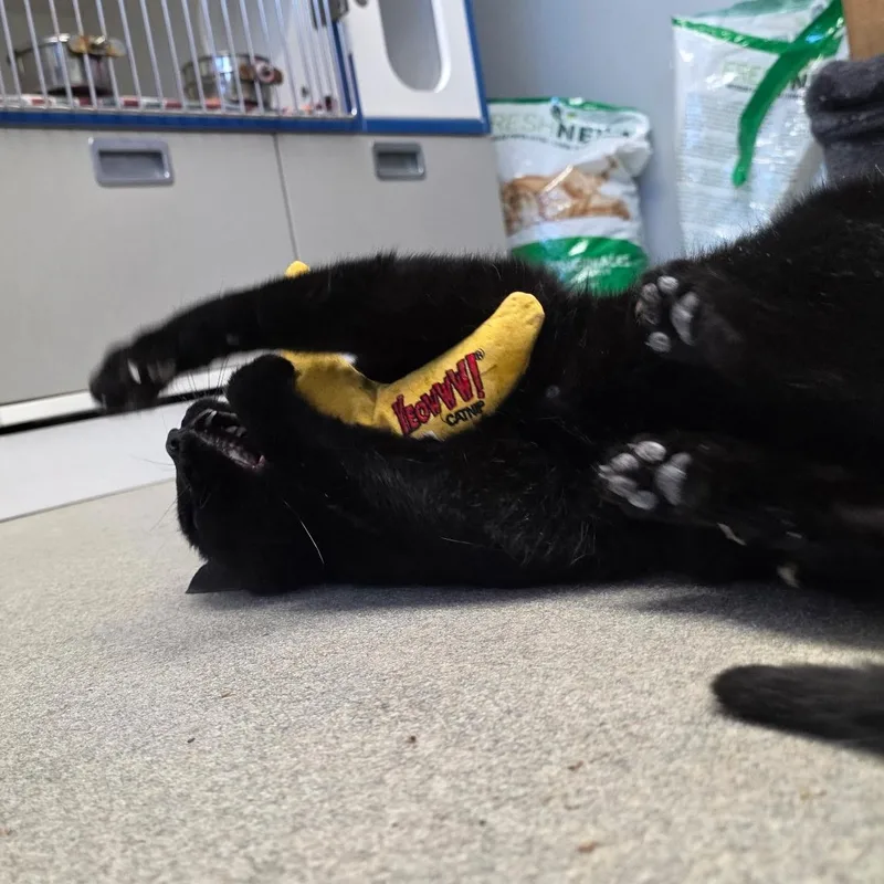 Jelly Bean thumbnail 2