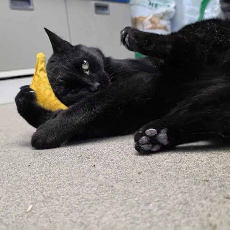 Jelly Bean thumbnail 3