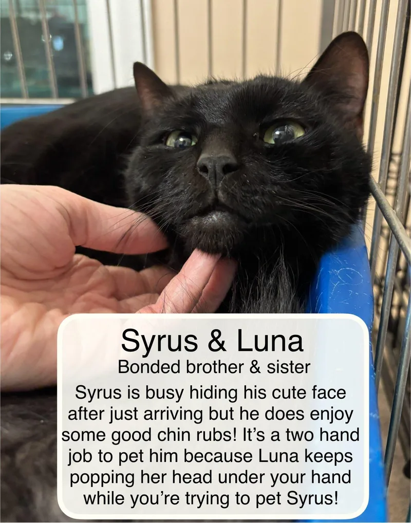 Syrus & Luna At