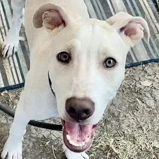 Sabre Simonson thumbnail 2