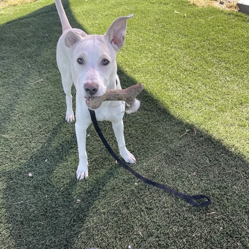 Sabre Simonson thumbnail 3