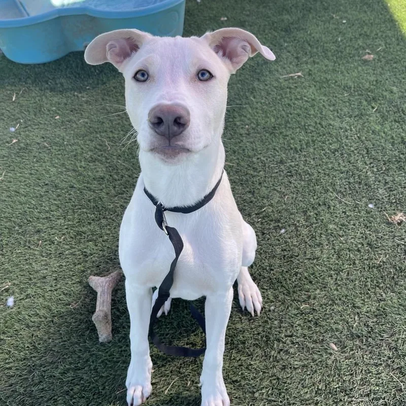 Sabre Simonson thumbnail 4