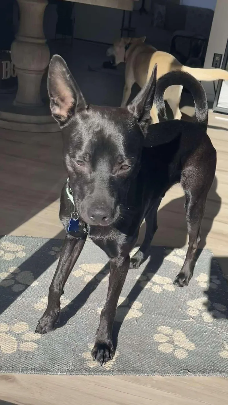 Sgt. Pepper thumbnail 2