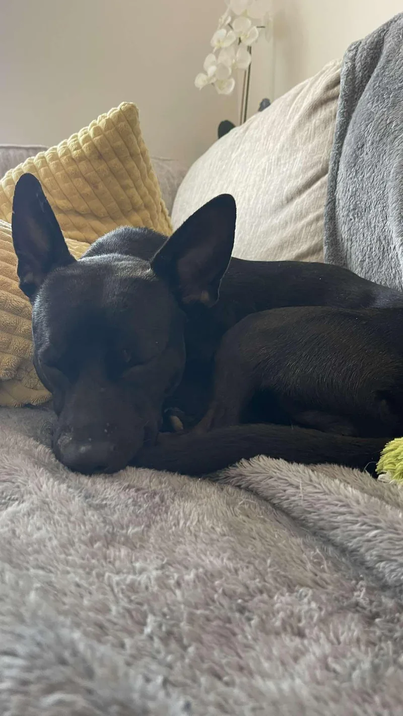 Sgt. Pepper thumbnail 3