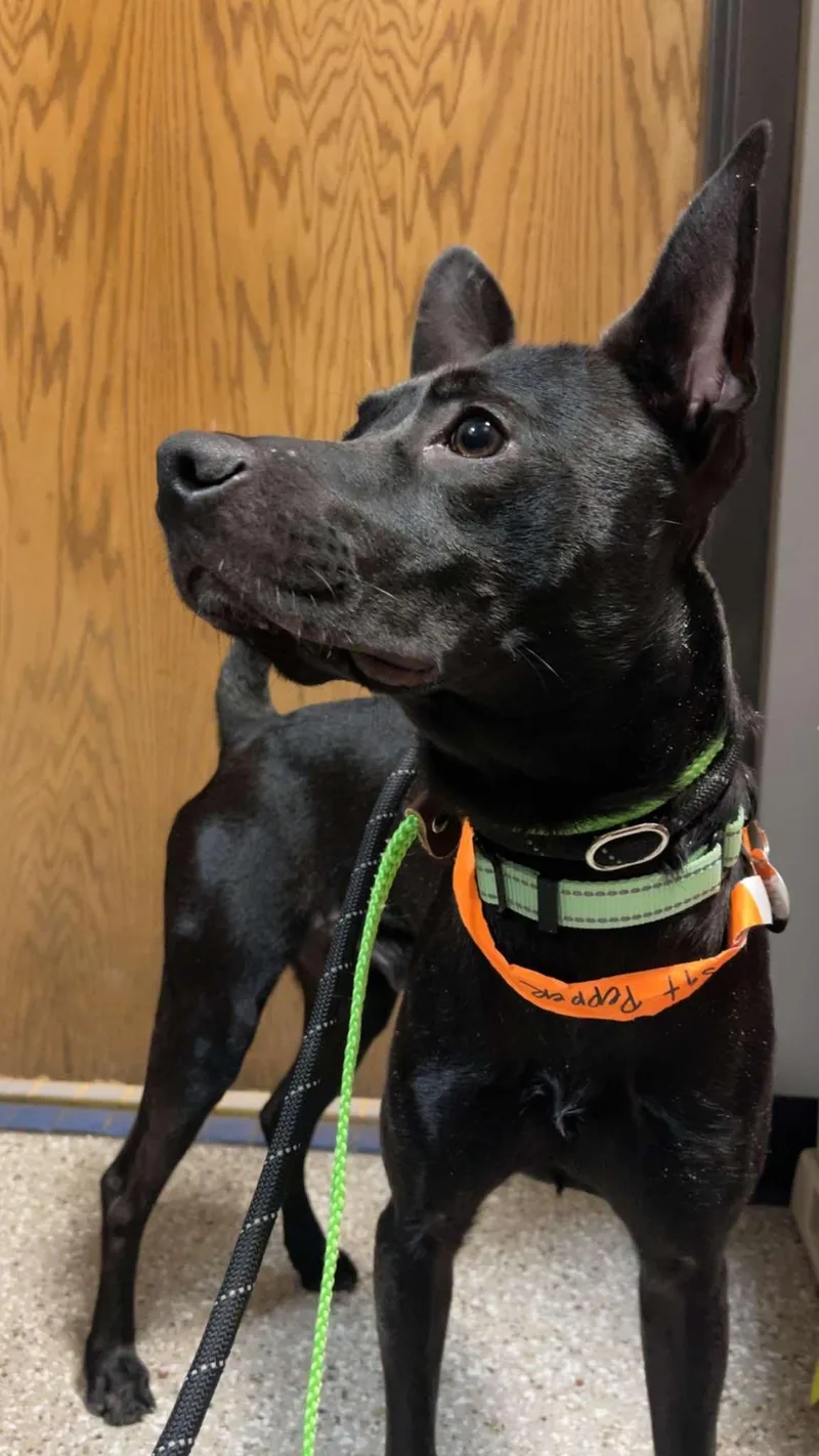 Sgt. Pepper thumbnail 4