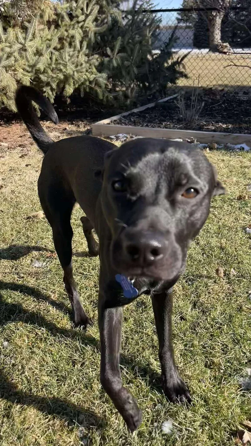 Sgt. Pepper thumbnail 5