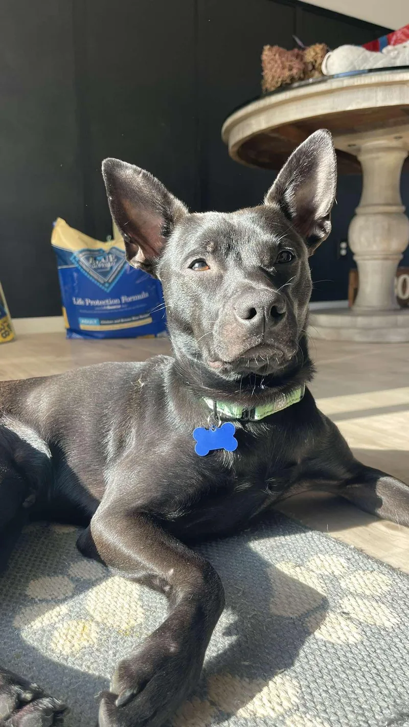 Sgt. Pepper thumbnail 6