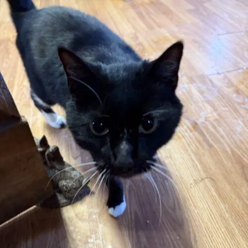 Snowball thumbnail 2