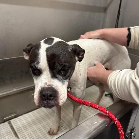 Daisy Lou Aka Daisy thumbnail 3