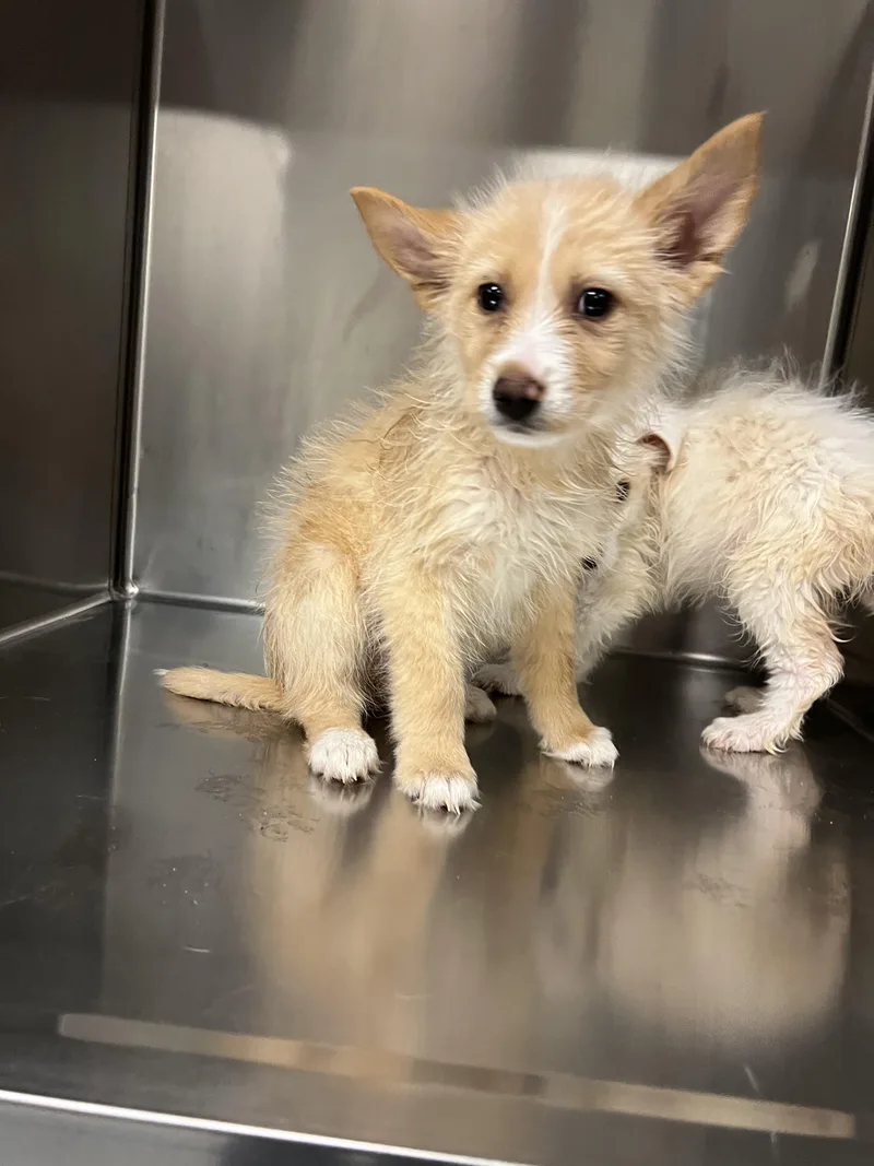 Svetlana thumbnail 2