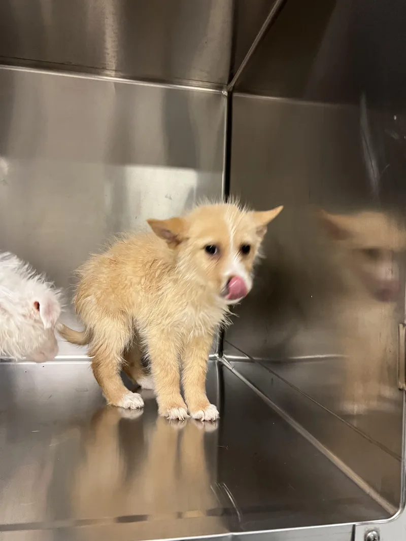 Svetlana thumbnail 3