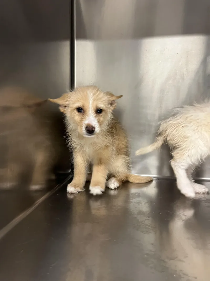 Svetlana thumbnail 4