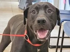 A young large-sized male Black Mixed Breed dog named Tango for adoption in Georgetown, TX