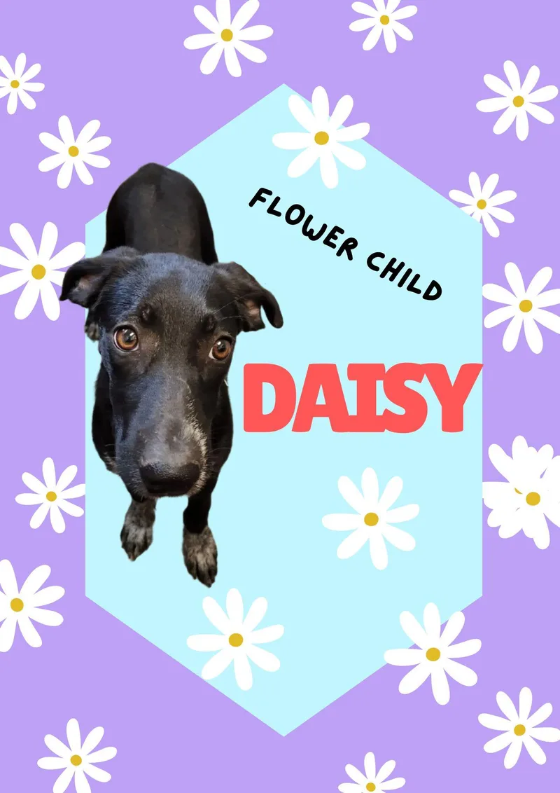Daisy