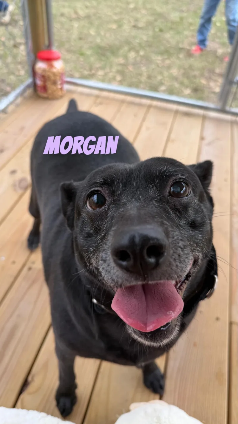 Morgan thumbnail 2