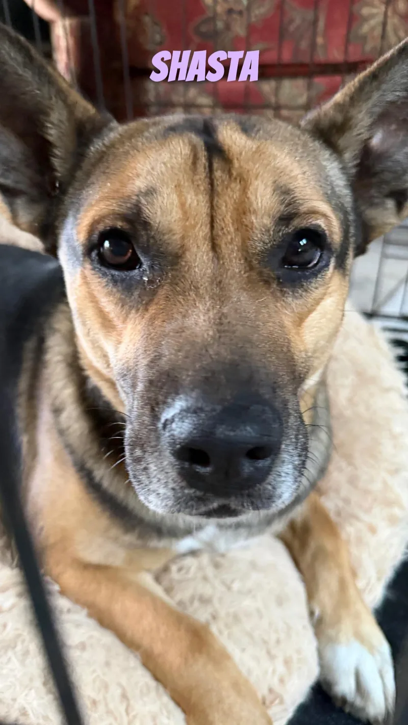 Shasta thumbnail 2