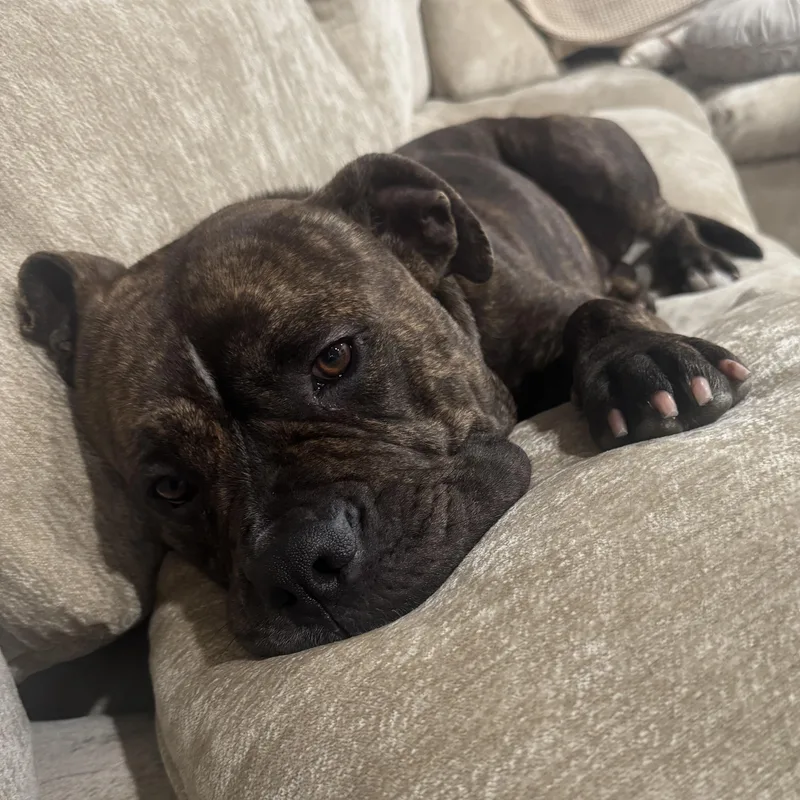 Sir Charles thumbnail 2