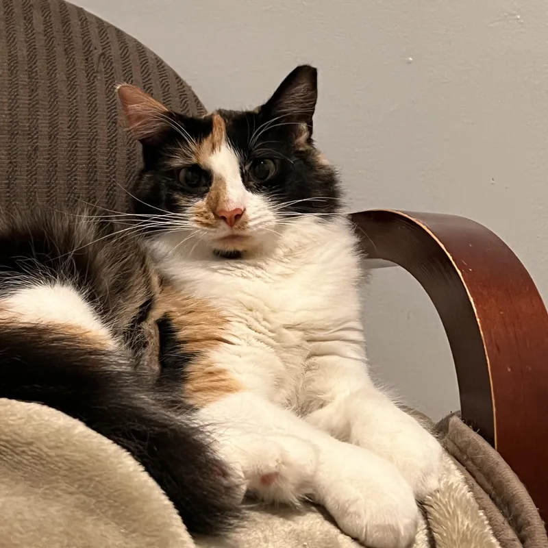 Scarlett thumbnail 2