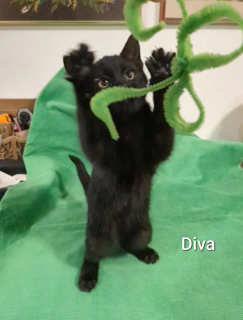 Diva thumbnail 2