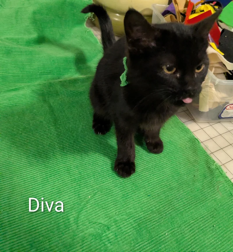 Diva thumbnail 3