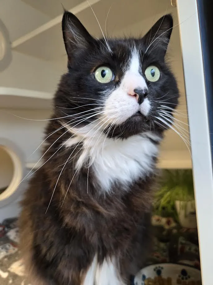 King Leonidas thumbnail 2