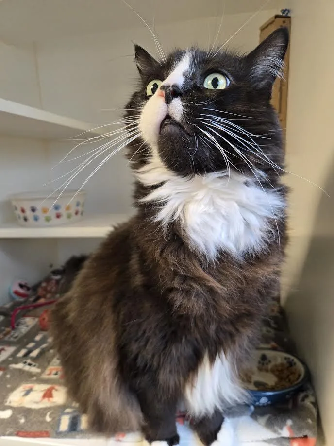 King Leonidas thumbnail 3