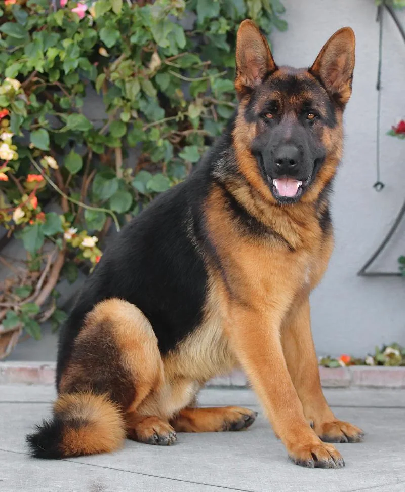 Marcel Von Medow thumbnail 2